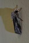 Agrotis puta