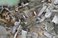 Macdunnoughia confusa