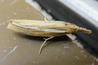 Agriphila tristella