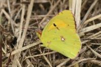 Colias crocea