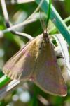 Lythria purpuraria