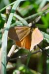 Lythria purpuraria