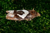 Epiblema foenella