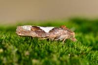 Epiblema foenella