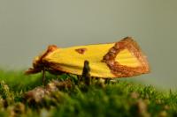 Agapeta zoegana