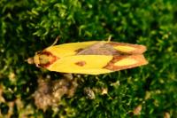 Agapeta zoegana