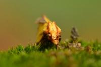 Agapeta zoegana