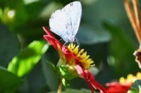 Celastrina argiolus