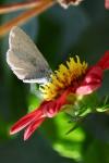Celastrina argiolus