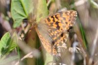 Boloria dia