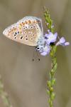 Polyommatus icarus