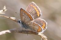 Aricia agestis