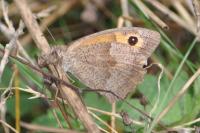Maniola jurtina