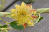 Acronicta aceris