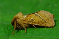 Triodia sylvina