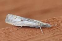 Agriphila geniculea