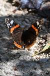 Vanessa atalanta