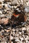 Vanessa atalanta