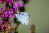 Celastrina argiolus