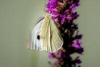 Pieris brassicae