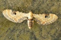 Eupithecia centaureata