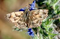 Carcharodus alceae