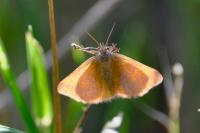 Lythria purpuraria