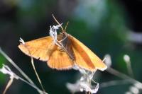 Lythria purpuraria