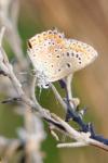 Polyommatus icarus