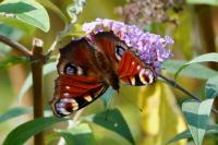 Aglais io
