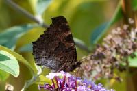 Aglais io