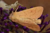 Mythimna vitellina