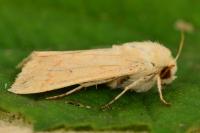 Mythimna vitellina