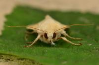 Mythimna vitellina