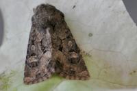 Luperina testacea