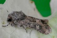 Luperina testacea