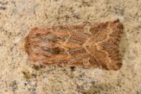 Luperina dumerilii