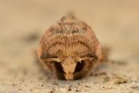 Luperina dumerilii