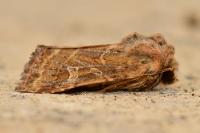 Luperina dumerilii