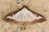Cydalima perspectalis