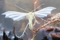 Pterophorus pentadactylus