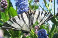 Iphiclides podalirius