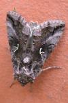 Autographa gamma