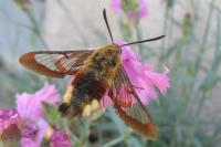 Hemaris fuciformis
