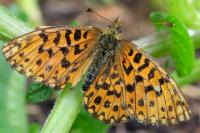 Boloria dia