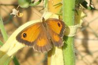 Pyronia tithonus