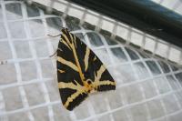 Euplagia quadripunctaria