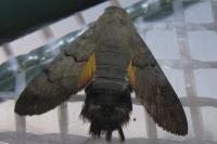 Macroglossum stellatarum