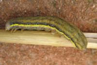 Lacanobia oleracea