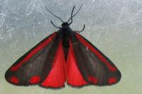Tyria jacobaeae